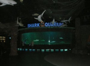 Shark Aquarium, khusus hiu-hiu besar dan ganas. Kalo yang kecil2 ada di Touch Pool dan ada juga di Kolam Utama. Tp yg ganas2 di sini.