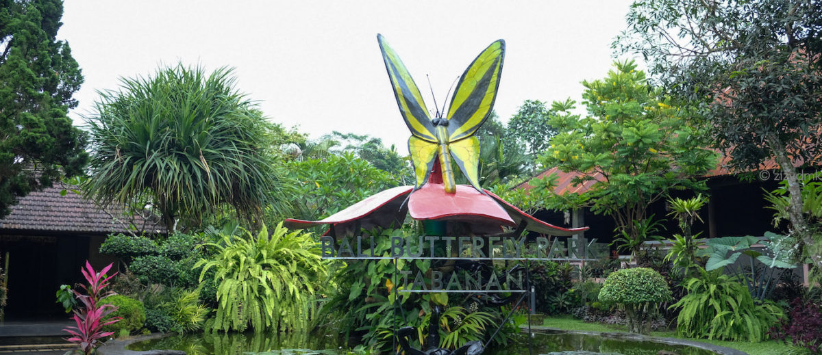 [Bali Trip] Kepompong Emas di Bali Butterfly Park