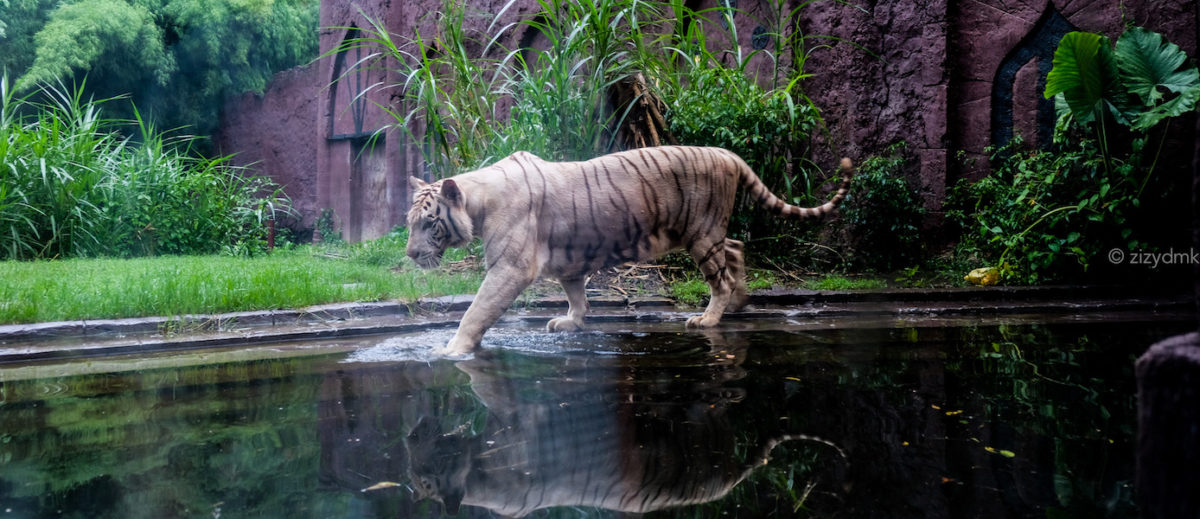 [Bali Trip] 6 Hal Yang Berkesan di Bali Night Safari