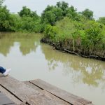 Wisata Hutan Mangrove di Surabaya