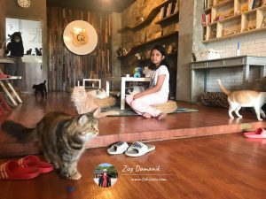 Pecinta Kucing Harus Main ke The Cat Cabin Jakarta