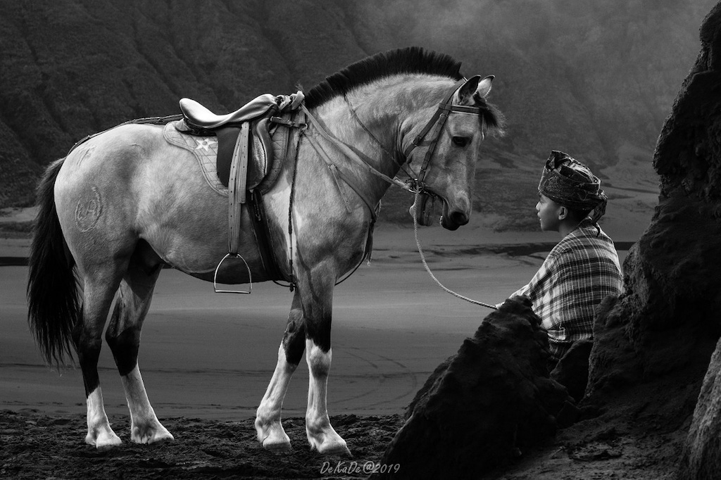 Horse Black and White Photography