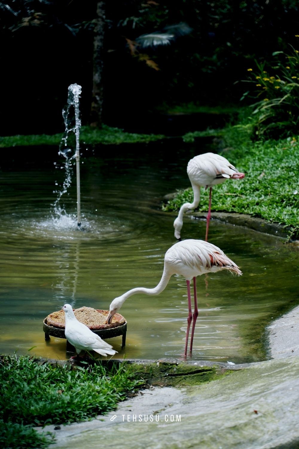 flamingo di the hill sibolangit