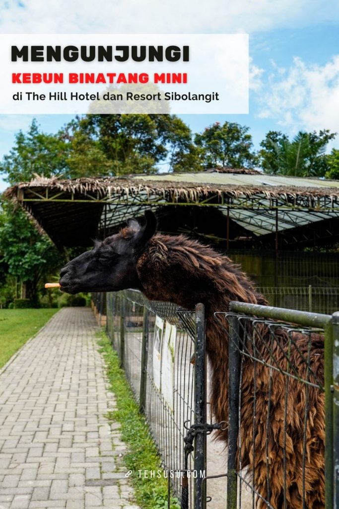 kebun binatang mini di the hill sibolangit