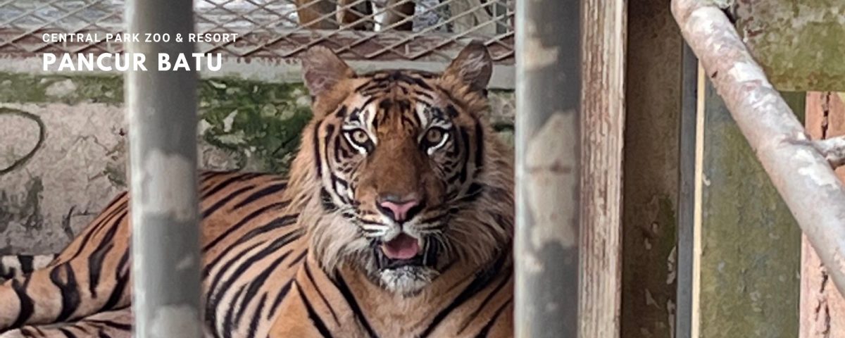 Siang Penuh Keringat di Central Park Zoo & Resort, Pancur Batu