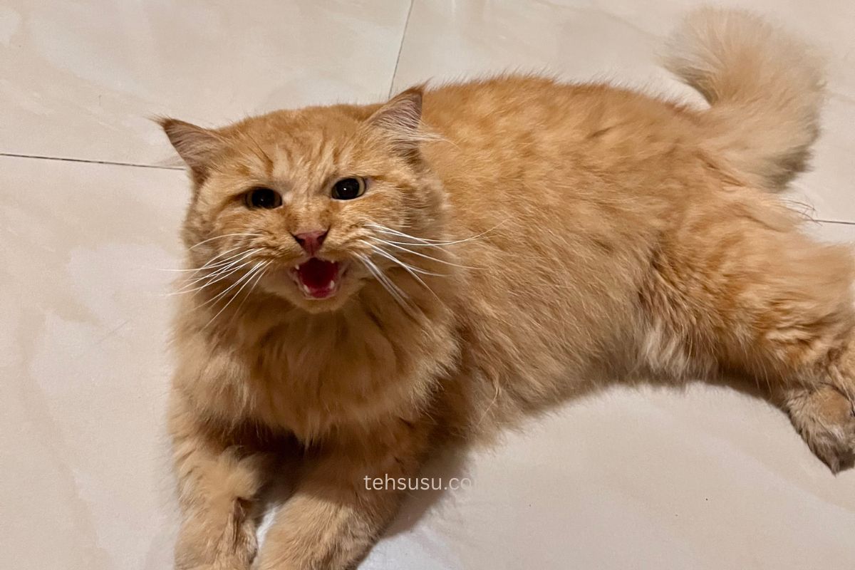 nekoadore