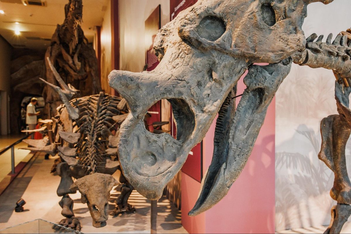 Itinerary London untuk Pemula, 4 hari 3 malam di London bisa ke Natural History Museum